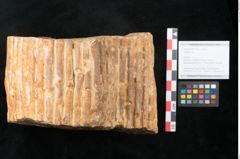 Foto (Objekt + Etikett) von Sigillaria sp. (NHMW-GEO-2024-0188-11102)